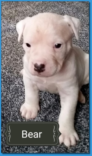 Mainline American Bulldog puppy for sale!