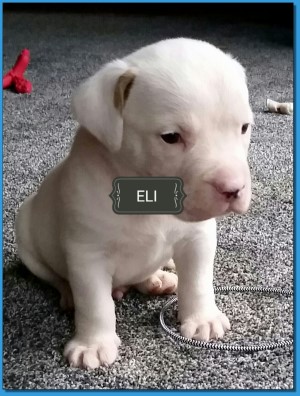 Mainline American Bulldog puppy for sale!