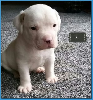 Mainline American Bulldog puppy for sale!