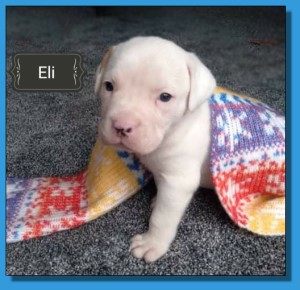 Mainline American Bulldog puppy for sale!