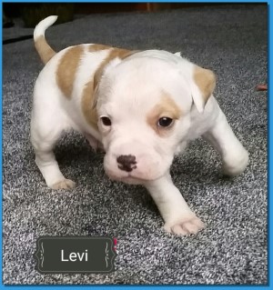 Mainline American Bulldog puppy for sale!