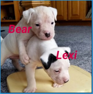 Mainline American Bulldog puppy for sale!