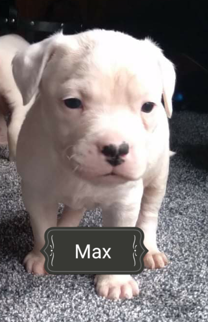 Mainline American Bulldog puppy for sale!