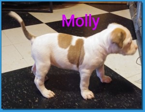 American Bulldog puppy for sale at Mainline American Bulldogs in Waynesburg, Kentucky.