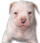 American Bulldog puppies for sale whelped on 11/16/21 at Mainline American Bulldogs in Waynesburg, Kentucky.