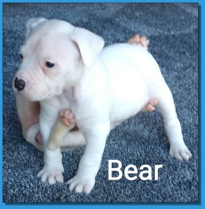 Mainline American Bulldog puppy for sale!