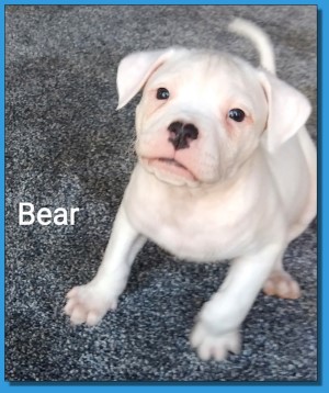 Mainline American Bulldog puppy for sale!