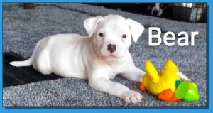 Mainline American Bulldog puppy for sale!