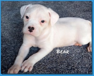 Mainline American Bulldog puppy for sale!