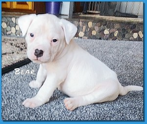 Mainline American Bulldog puppy for sale!