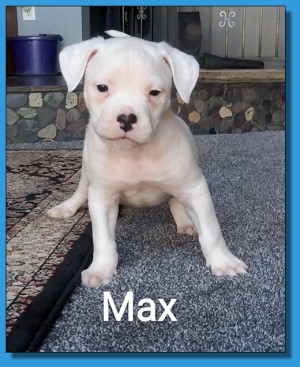 Mainline American Bulldog puppy for sale!