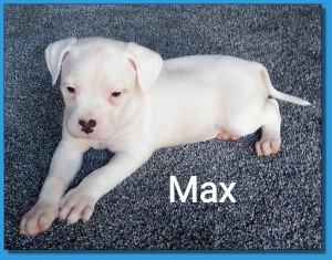 Mainline American Bulldog puppy for sale!