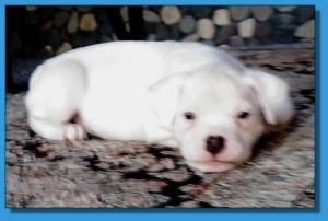 Mainline American Bulldog puppy for sale!