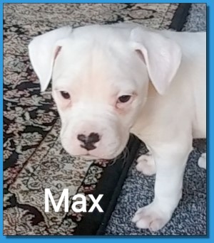 Mainline American Bulldog puppy for sale!