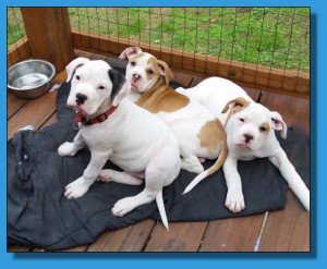 Mainline American Bulldog puppy for sale!