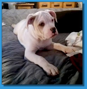 Mainline American Bulldog puppy for sale!