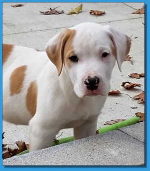 Mainline American Bulldog puppy for sale!