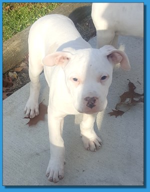 Mainline American Bulldog puppy for sale!